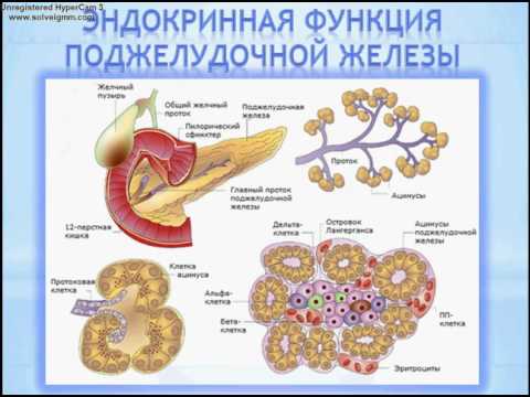 Video: Supraclavicular Limfmazgių Anatomija, Schema Ir Funkcijos - Kūno žemėlapiai