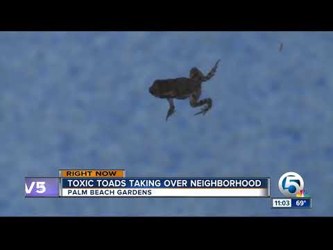 Palm Beach Gardens community concerned over outbreak of poisonous toads