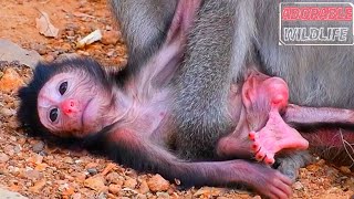 Adorable Wildlife Baby Monkey Really Needs Mommy To Hugs Her With Soft Love