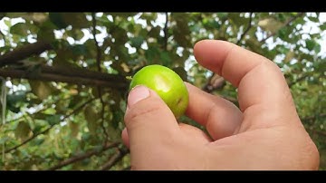 Táo Kim Đào Mật Có Quả Chưa, Chăm Thúc Táo Xuân Thế Nào l Núi Đồi Lục Ngạn