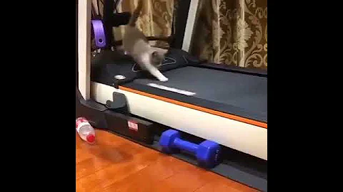 Video 6124001: cat entertainment, hilarious cat, funniest cats, furry funnies, cat missing