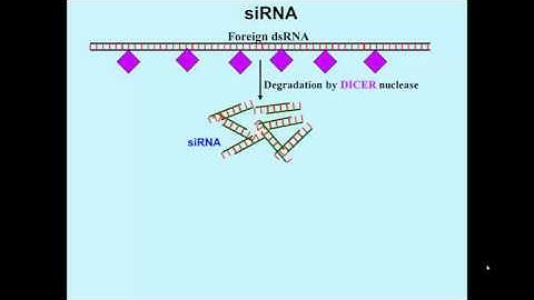 siRNA pathway