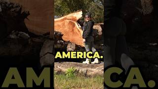 This entire pile of logs is Monkey Pod! It looks like Black Walnut but found in South America! Net Worth