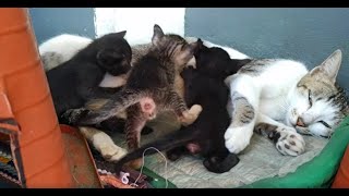 Three very hungry tiny CUTE KITTENS (But can mama cat handle them?) #kittens #cat #cutecat