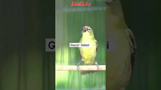 Suara Burung Gacor Sekali bird burungkicau gacor