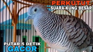 Download Lagu PERKUTUT LOKAL GACOR SUARA PALING DI CARI AMPUH UNTUK MELATIH MENTAL BIRAHI MP3 Download Lagu PERKUTUT LOKAL GACOR SUARA PALING DI CARI AMPUH UNTUK MELATIH MENTAL BIRAHI MP3