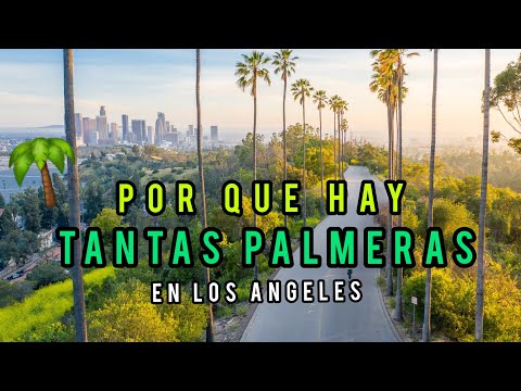 Video: ¿Cómo se llaman las palmeras altas en California?