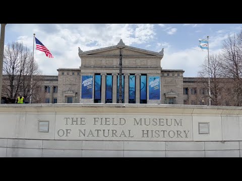 Vidéo: Un guide complet du Field Museum de Chicago