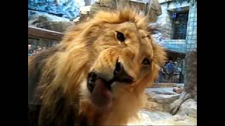 MGM Lions (2008)