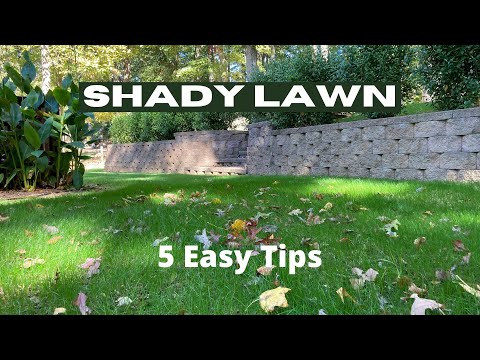 Growing a Lawn in Deep Shade - 5 Tips