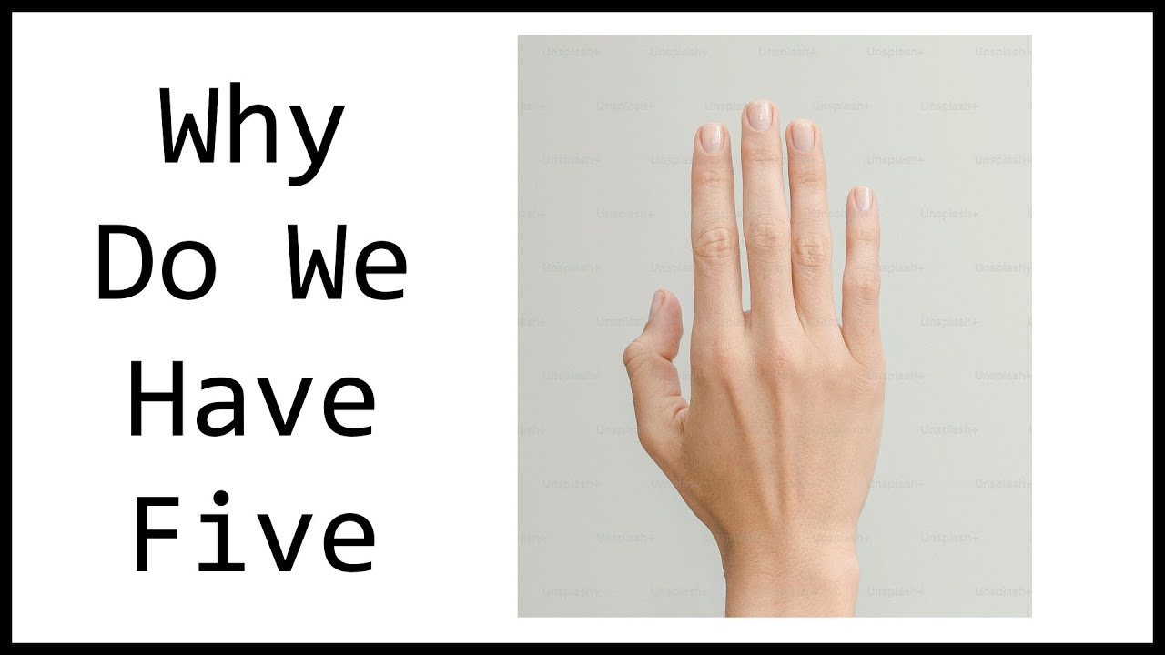 Why Do We Have Five Fingers And Toes - YouTube