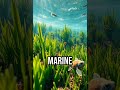 Discover the hidden heroes of the sea! #Seagrass #MarineLife #EcoWarriors