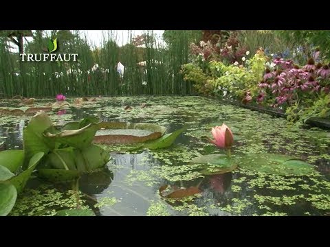 Vidéo: Comment faire fleurir les nénuphars ?