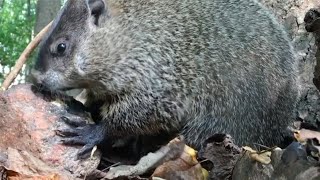 Woodland Wildlife Wonders: Observing Squirrels, Groundhogs, and Forest Birds in Nature; Dog TV CatTV