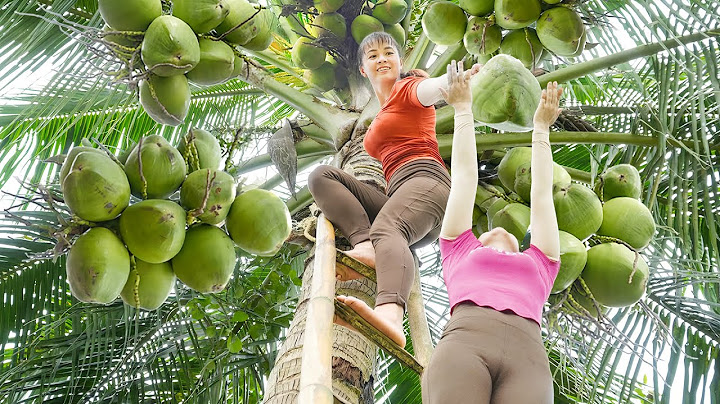 Harvesting Lots Of Coconuts Goes To Countryside Market Sell - Farm Life