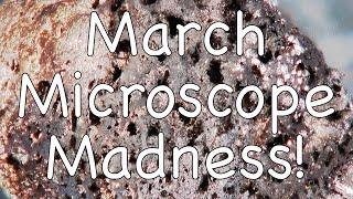 March Microscope Madness! (Week 3 - 2016)