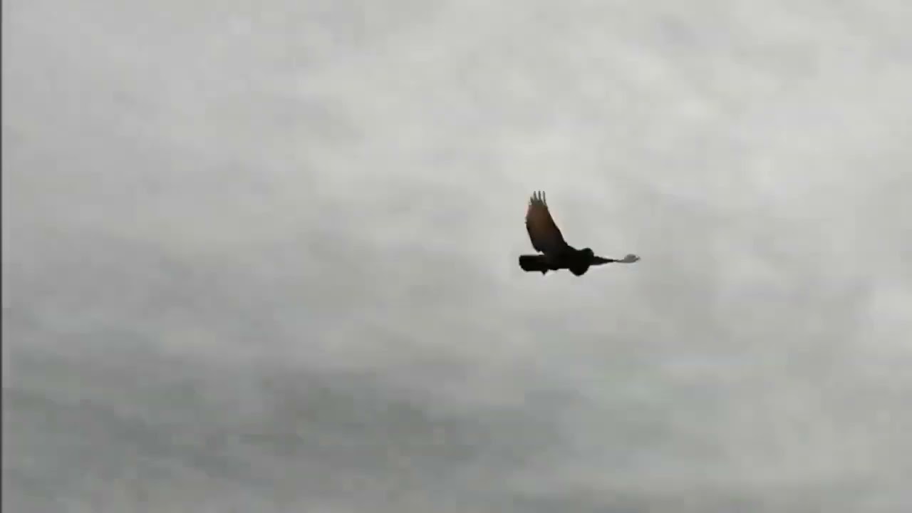 عشاق لودينو لون دهب 2023 (Buchon Laudino Sevillano)