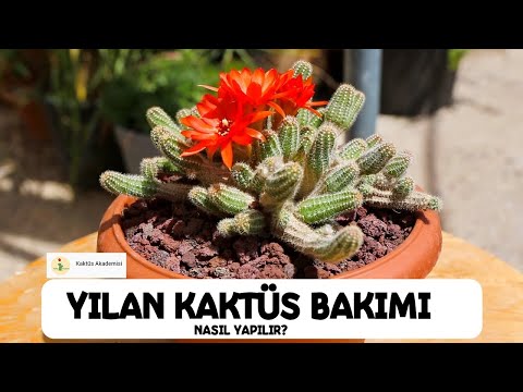 Video: Fıstık Kaktüsü Nedir – Chamaecereus Kaktüs Bitkileri Nasıl Yetiştirilir