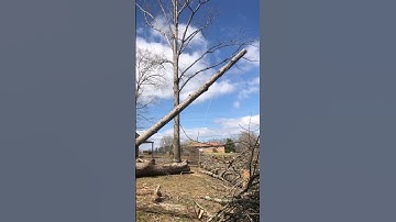Tree removal technique: Use tensioned rope to make tree fall in right direction