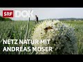 Landwirtschaft ohne Pestizide | NETZ NATUR mit Andreas Moser | Doku | SRF DOK