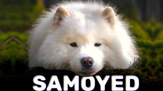 Samoyed - Arctic Beauty  | Characteristics by Paws & Plays 1,002 views 5 months ago 6 minutes, 12 seconds