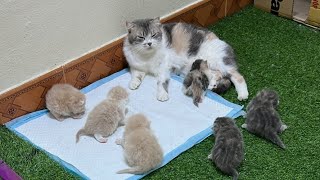 Mother cat takes care of 6 kittens.