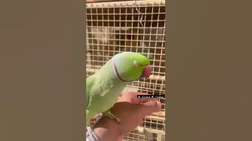مشاءالله متوه بغبغاء متكلم 