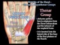 Muscles Of The Hand Thenar & Hypothenar Groups - Everything You Need To Know - Dr. Nabil Ebraheim