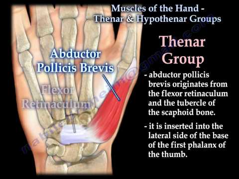 Muscles Of The Hand Thenar x Hypothenar Groups - Everything You Need To Know - Dr. Nabil Ebraheim