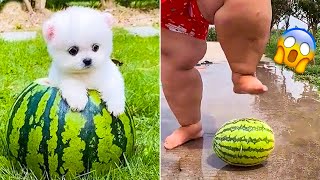 Cute Pomeranian Puppies Doing Funny Things #15 🐶😂 Cute and Funny Dogs 2024