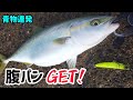 ついにイワシの大群現れる‼️最後の予告まで観てくださいね(^^)