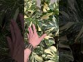 Monstera thaicons var đẹp ❤️❤️❤️ #kiengla #plants #monstera #cremebrulee #houseplants