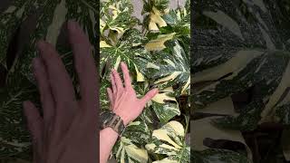 Monstera thaicons var đẹp ❤️❤️❤️ #kiengla #plants #monstera #cremebrulee #houseplants