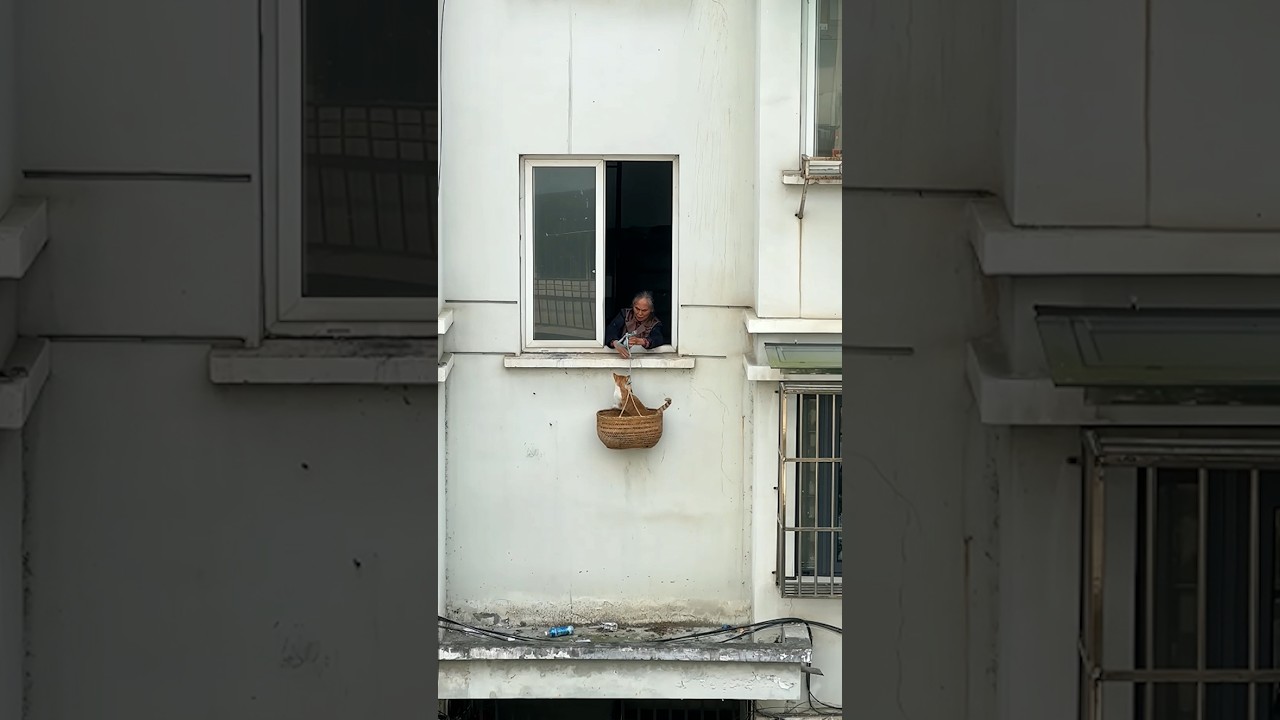 Elderly woman rescues stranded kitten using a basket and rope