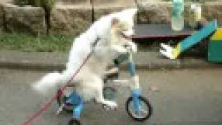 Dog Riding Bicycle...