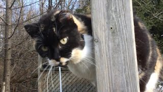 Cat interlude 12-07-2019 - Good mood vs bad mood