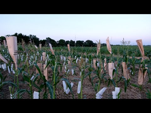 Wideo: Informacje o zapylaniu krzyżowym kukurydzy - skutki zapylania krzyżowego w kukurydzy