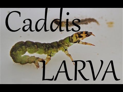 Video: Larva Caddis: opis, stanište i reprodukcija