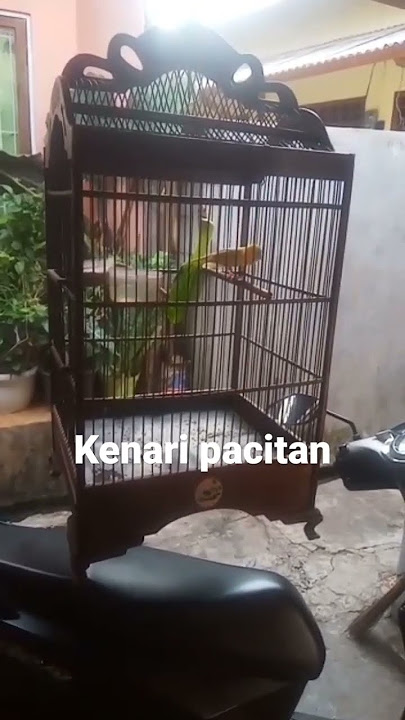 kenari pacitan gacor#kenarigacor