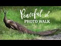 Peaceful PHOTO Walk | 100-400mm Lens