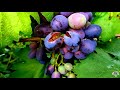 Как предотвратить растрескивание ягод винограда