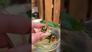 Adding Another Plant To My Tiny Collection