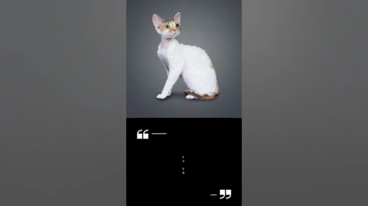 Watch the video about Devon Rex Fun Facts an Traits#devonrexcat#devonrex#catlover#catshow#catfacts#subscribe#shorts#fyp#fy