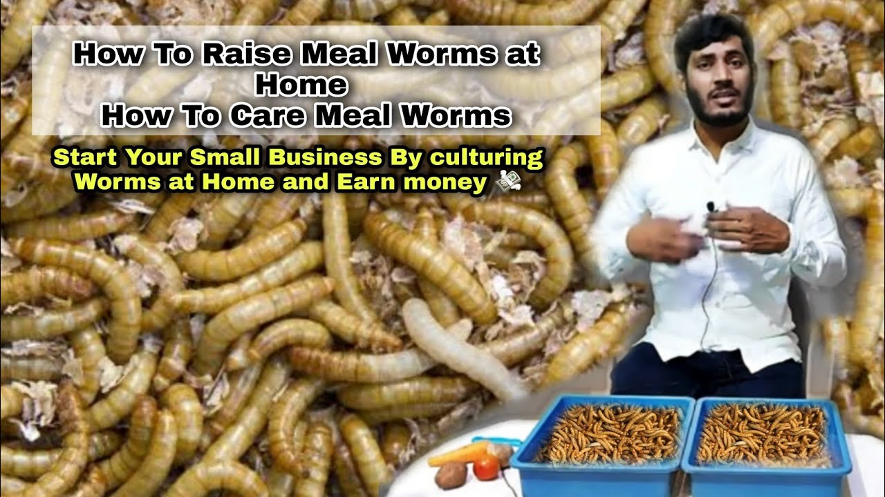How to Breed Meal Worms - How to Care Male Worms , Feeding & Culture Full details