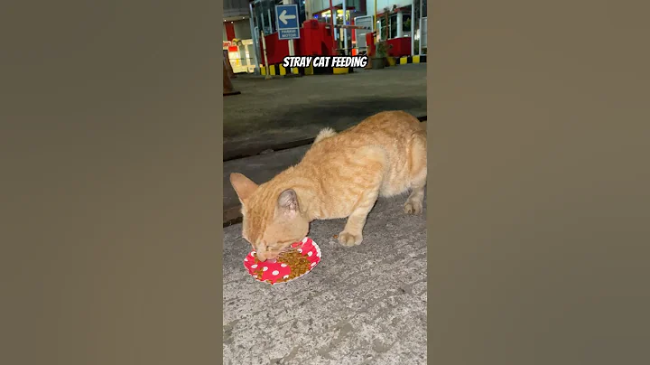 Stray cat feeding #straycat #funny #aiandcats #aicats #kitten #animalintelligence #o #cute #cat