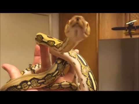 Reticulated Python Chillin