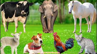 Farm Animal Sounds: Rabbits, Sheep, Horses, Dogs, Chickens, Cats, Elephants, Cows – Animals Videos screenshot 4