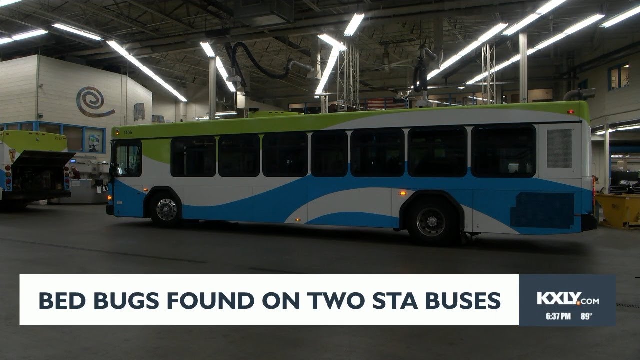 Two STA buses back in service following confirmed reports of bed bugs
