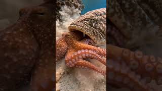 Silent ocean hunt predator strikes octopus #SeaLife #Nature #UnderwaterWorld #Wildlife