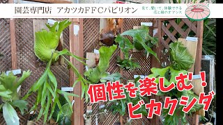 個性を楽しむ！ビカクシダ（コウモリラン）【園芸専門店アカツカFFC